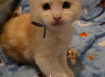 Cassian - Maine Coon Kitten For Sale - 