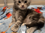 Elain - Maine Coon Kitten For Sale - Gainesville&comma; GA&comma; US
