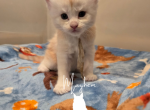 Nesta - Maine Coon Kitten For Sale - Gainesville&comma; GA&comma; US