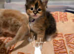 Feyre - Maine Coon Kitten For Sale - Gainesville&comma; GA&comma; US