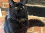 Norm Solid Black Maine Coon - Maine Coon Kitten For Sale - Villa Rica&comma; GA&comma; US