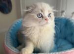 Fluff - Scottish Fold Kitten For Sale - NH&comma; US