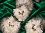 Salem and Sebastian - Persian Kitten For Sale - New Orleans&comma; LA&comma; US