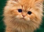 Estella and Sebastian - Ragdoll Kitten For Sale - 
