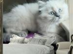 Isla and Pierre - Siamese Kitten For Sale - New Orleans&comma; LA&comma; US