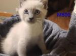 Isla and Pierre - Siamese Kitten For Sale - New Orleans&comma; LA&comma; US