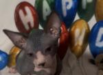 Mommas Sphynx cattery - Sphynx Kitten For Sale - Titusville&comma; FL&comma; US