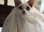 Coca Cola - Devon Rex Kitten For Sale - Newark&comma; CA&comma; US