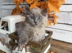 Goldfish - Ragdoll Kitten For Sale - FL&comma; US