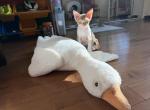 Tiny - Devon Rex Kitten For Sale - Newark&comma; CA&comma; US