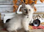 Trout - Ragdoll Cat For Sale - 