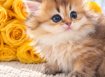 Ava British longhair - British Shorthair Kitten For Sale - Matthews&comma; NC&comma; US