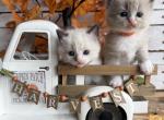 Ember Pumpkin Patch Litter - Ragdoll Kitten For Sale - FL&comma; US