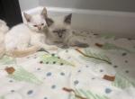 luca - Siamese Kitten For Sale - Barrington&comma; IL&comma; US