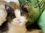 Blue Boy - Domestic Kitten For Sale - 