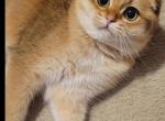 Mia - Scottish Fold Cat For Sale - 
