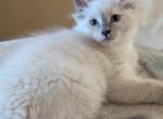 Emma Blue point - Ragdoll Kitten For Sale - Fountain&comma; CO&comma; US