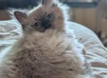 Elliot Sepia Mink - Ragdoll Kitten For Sale - Fountain&comma; CO&comma; US