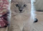 Evie Blue - Ragdoll Kitten For Sale - Fountain&comma; CO&comma; US