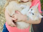 Butterball Dollface Persian - Persian Kitten For Sale - 