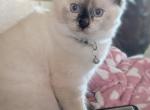 Julia - Ragdoll Kitten For Sale - Fountain&comma; CO&comma; US