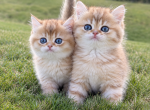 Archie Cobby Type - British Shorthair Kitten For Sale - Matthews&comma; NC&comma; US