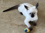 SIAMESE JULY 26 - Siamese Kitten For Sale - Bryan&comma; TX&comma; US