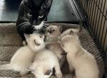 WHISKERS SNOWSHOE - Snowshoe Kitten For Sale - Bryan&comma; TX&comma; US