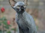 Winston - Sphynx Kitten For Sale - 