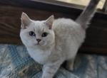 Cloud - Scottish Straight Kitten For Sale - Cheney&comma; WA&comma; US