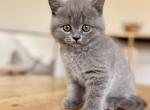 Eva - British Shorthair Kitten For Sale - Woodland Park&comma; CO&comma; US