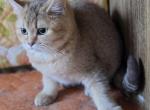 Puss in Boots - Scottish Straight Kitten For Sale - Cheney&comma; WA&comma; US