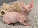 moon - Bambino Kitten For Sale - MA&comma; US