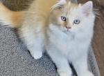 Summers babies - Himalayan Kitten For Sale - Glenwood&comma; NJ&comma; US
