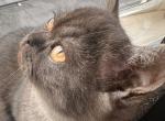 Whiskers Kittens - British Shorthair Kitten For Sale - Bellingham&comma; WA&comma; US