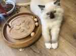 Stephan - Ragdoll Kitten For Sale - San Diego&comma; CA&comma; US