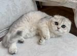 Scottish Fold Silver Chinchilla Female Teen - Scottish Fold Kitten For Sale - Orlando&comma; FL&comma; US