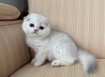 Scottish Fold Silver Chinchilla Male - Scottish Fold Kitten For Sale - Orlando&comma; FL&comma; US