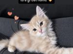 Teddy - Persian Kitten For Sale - Canyon Lake&comma; CA&comma; US