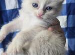 Ragdoll kittens - Ragdoll Kitten For Sale - Aurora&comma; IL&comma; US