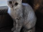 Cinnamon - Scottish Fold Kitten For Sale - Cheney&comma; WA&comma; US