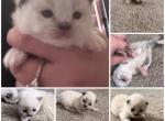 3 AVAILABLE Kats ravishing ragdolls - Ragdoll Kitten For Sale - Lancaster&comma; PA&comma; US