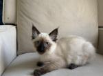 Ash - Domestic Kitten For Sale - Queens&comma; NY&comma; US