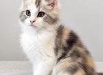Blue Calico - Maine Coon Kitten For Sale - Johns Creek&comma; GA&comma; US