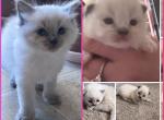 Kats Ravishing Ragdolls 2 different litters - Ragdoll Kitten For Sale - Lancaster&comma; PA&comma; US