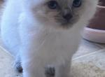 Kats ravishing ragdolls blue point male - Ragdoll Kitten For Sale - Lancaster&comma; PA&comma; US