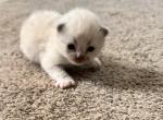 RESERVED Kats Ravishing ragdolls - Ragdoll Kitten For Sale - Lancaster&comma; PA&comma; US