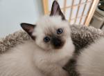 Sealpoint Female - Siamese Kitten For Sale - Willington&comma; CT&comma; US
