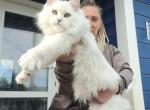 Cherutti - Maine Coon Kitten For Sale - Las Vegas&comma; NV&comma; US