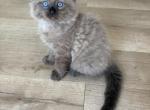 Ragdoll Kittens - Ragdoll Kitten For Sale - Noblesville&comma; IN&comma; US